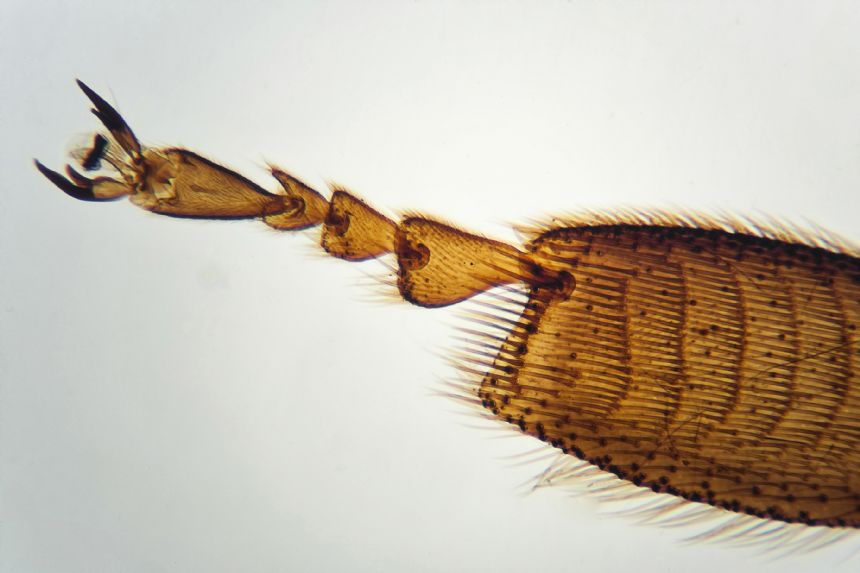 Mikroskoop Brainstorm - Image 2