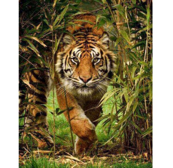 Diamond Painting 40x50cm Tiiger